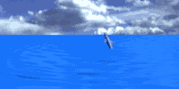 /user/dolphinanim.gif