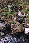 Small forest creek