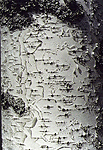 Map of birch-land