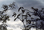 New oak's leafes
