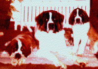 Charlie, Rufus & Brandy
