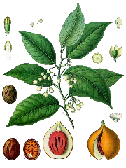 Illustration of myristica fragrans Nutmeg