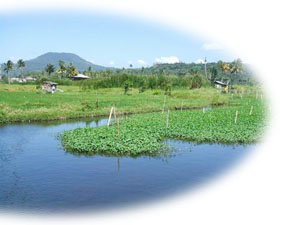 Ricefield & plantation for kangkung