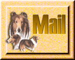 collie