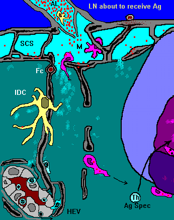 Larger animated FRCC image