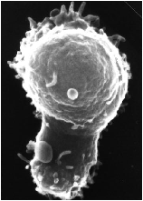 Click for Lymphocyte Cytoskeleton - HEV migration paper by Anderson et al