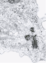 See cells fixed while migrating