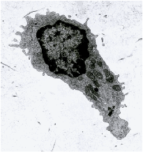 Lymphocytes Polarize as they cross HEV into lymph nodes
