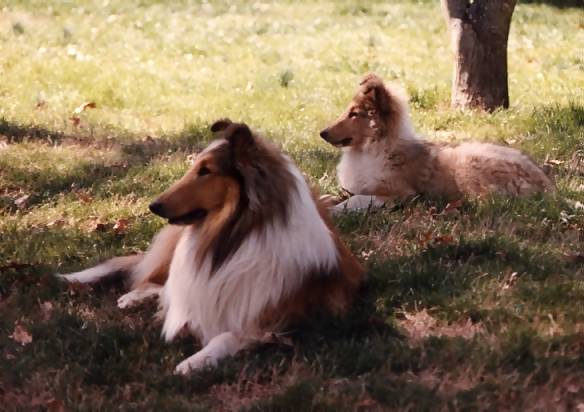 BIS Ch Azalea Hill's Magnum Force & son Ch Azalea Hill's Flash Fire