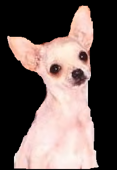 /user/tyke02.gif