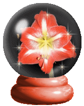 Amaryllis