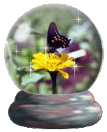 Butterfly & Zinnia