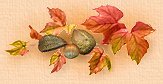 Leaves