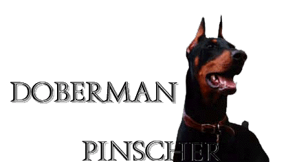 Doberman pinscher...