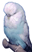 pale bird