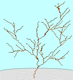 Fractal Tree Card!