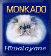 Monkado Persians/Exotic