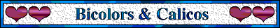 Petmar persians