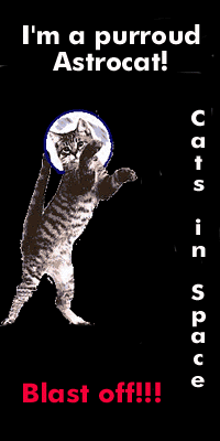 Cats In Space