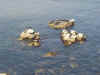 seals.JPG (102099 bytes)
