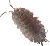 sow bug