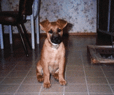 Hi!  I'm Cookie!