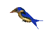 /user/3dbird.gif