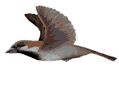 /user/Bird_3.gif