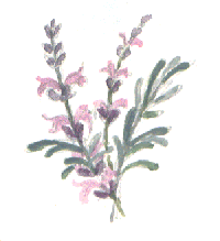 lavender