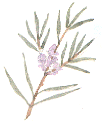 tea tree