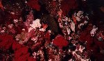  Corals