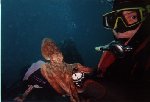 Mario Azzopardi and his pet octopus