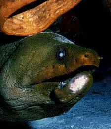 Large eel