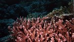 Fire Coral