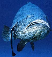 Large Grouper