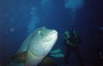 Napoleon Fish