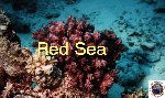 Some pictures from the Red Sea