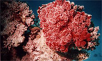 More Soft Corals