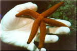 St Marija Caves - An orange starfish at the cave inlet