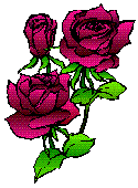 red roses