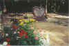 mums1.JPG (76072 bytes)