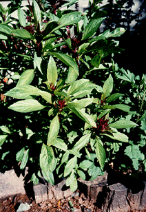 basil