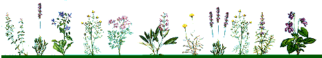 herbs