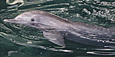 dolphin