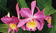 orchids