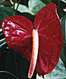 anthurium