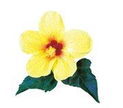 hibiscus