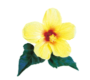 hibiscus