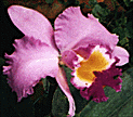 orchid