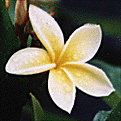 plumeria